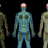 Understanding Carotid-Cavernous Fistula: How Interventional Radiology Comes to the Rescue