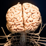 What Happens to Your Body During a Stroke?